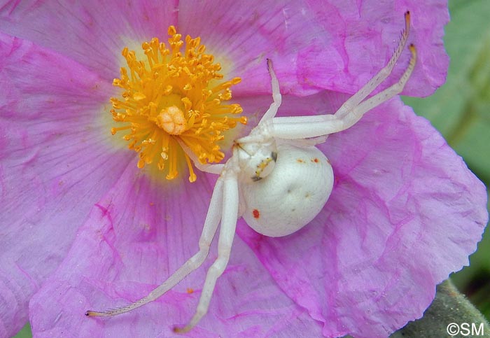 misumena-vatia-thomise-variable-araign-e-crabe